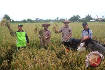 Seruyan Optimistis Penuhi Target Produksi Padi