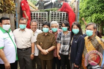 Menko Kesra Lepas Liarkan Tiga Orangutan di Kutai