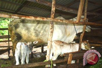 Pemkab Kotim Siapkan 400 Ekor Sapi Jelang Idul Fitri 