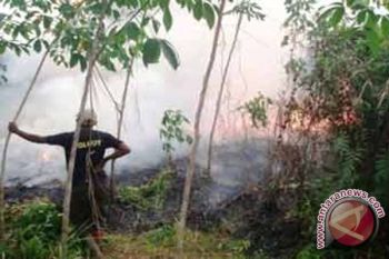 Satwa Rusak Kebun Warga Imbas Kebakaran Lahan 