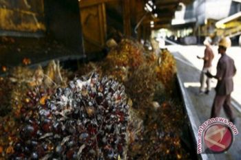 Masyarakat Berharap Pemkab Kotim Membangun Pabrik CPO