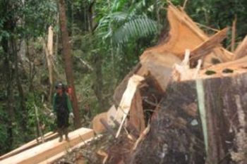 ICS Temukan Kayu Olahan di TNKS