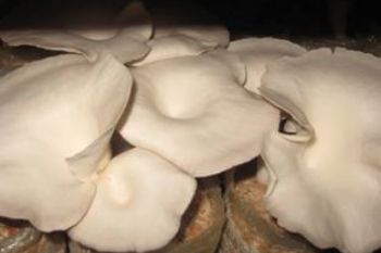 Jamur Pelawan Bangka Tengah dihargai Rp5 juta per kilogram