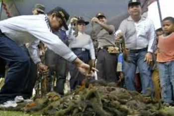 Tupai Ancam Ribuan Hektare Komoditas Unggulan Pariaman