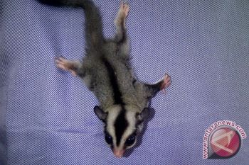 "Sugar Glider" diminati kaum muda Palembang 