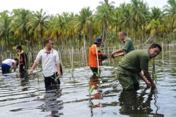 Agam Tanam 1.000 Bibit Bakau di Sepanjang Pantai