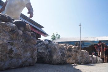Harga Getah Karet Turun