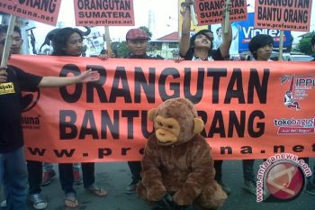 Aktivis : Selamatkan Orangutan
