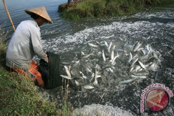Indonesian govt to establish 20,000 hectares of fishponds this year