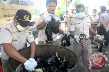 Balai Karantina Palangka Raya Musnahkan Unggas Ilegal 