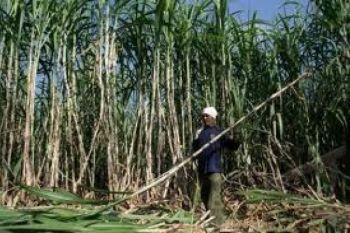 Petani Tebu Masih Khawatirkan Serbuan Gula Rafinasi