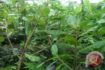 Dishutbun minta masyarakat prioritaskan menanam tanaman serbaguna 