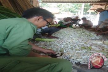 Mahasiswa UGM latih peternak buat pakan alternatif