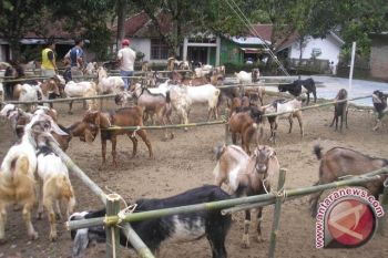 Barito Utara Kembangkan Sentra Ternak Kambing  