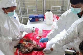 150 Ayam Mati Mendadak, Diduga Terserang Flu Burung