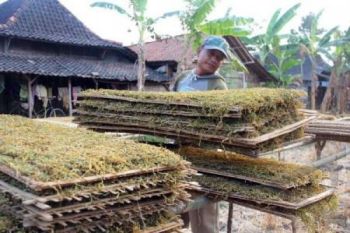 DPRD: Dana Cukai Tembakau Tak Efektif Berdayakan Petani