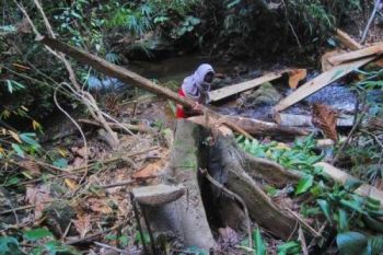 Gubernur: Orang Curi Kayu untuk Cicil Kendaraan Bermotor