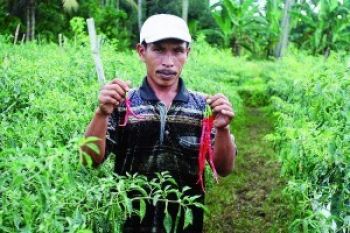  Petani Kampar Tunggu Pencairan Dana