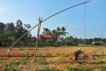 Petani Pekalongan Nekat Tanam Padi Meski Kemarau 