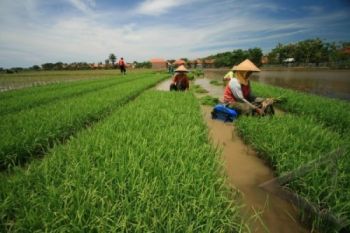 Tingkatkan Kesejahteraan, Warga Diminta Memodernisasi Pertanian 