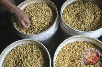 Kedelai Lokal Mulai Sulit Dicari