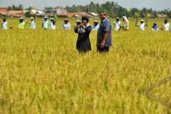 Pengadaan Pangan Capai 39.000 Ton
