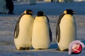 GlZoo `buru` penguin dan flamingo ke Eropa 
