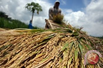Pemprov Sulut targetkan 653 ribu ton GKG