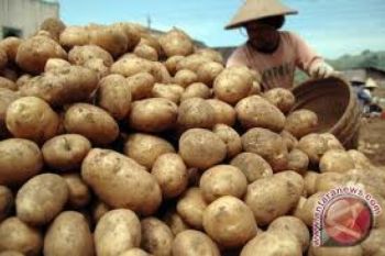 Ubah Pola Konsumsi Beras ke Umbi-Umbian