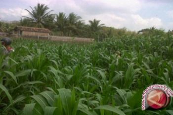 Distan DIY terapkan program "Gerbang Patas" 