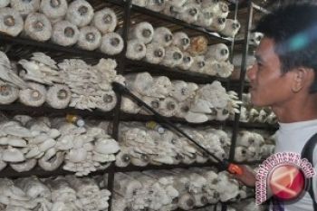 Jamur Tiram Putih, Mudah Dibiakkan dan Bermanfaat