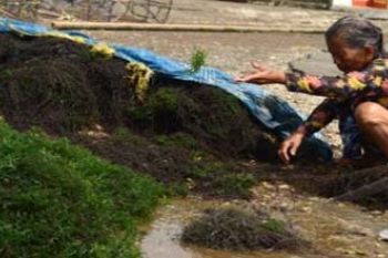  RUMPUT LAUT