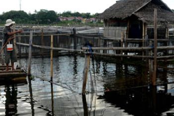 BUDIDAYA IKAN LELE