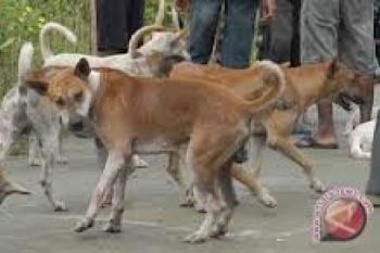 Mentawai Satu-satunya Daerah di Sumbar Terbebas Rabies