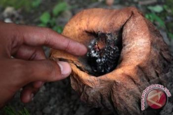 Raflesia Patma di Bogor Mekar Lagi