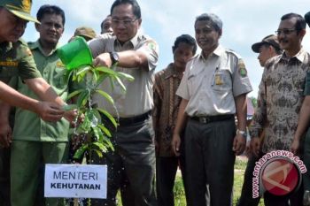 Menhut tanam pohon penghijauan di kawasan transmigrasi