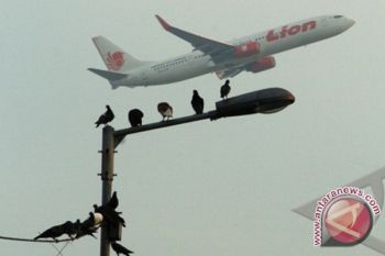 Pengusaha China Pecahkan Rekor Beli Merpati Termahal
