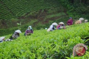 Pemkab Kulon Progo kembangkan kampung hijau 