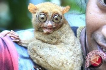 BBTNLL Bangun Penangkaran Tarsius Di Sigi