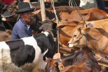 Stok Sapi Potong di Pessel Cukup hingga Ramadhan