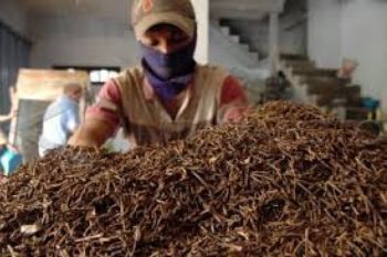 Petani Cengkeh Bentuk Badan Usaha