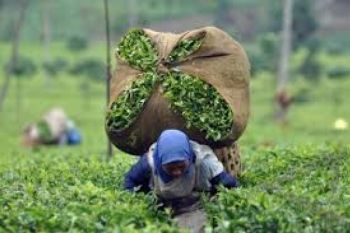 Konsumsi Teh Oolong Masih Sedikit