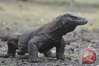 Komodo Island named Indonesia`s main marine tourist destination