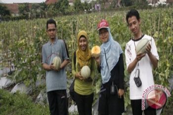 Kultivar MG-3 siap bersaing dengan melon impor 