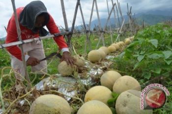 "Melodi Gama 3" Melon yang tahan cuaca ekstrim