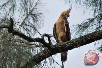 Burung Garuda berhasil dilepasliarkan di Merapi