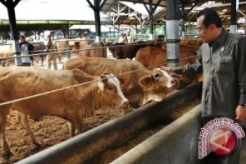 Pemerintah Akan Pasok 8.000 Ton Daging Sapi