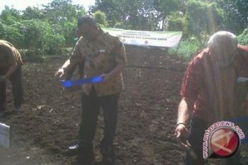 Gunung Kidul kembangkan tanaman Camelia Sativa
