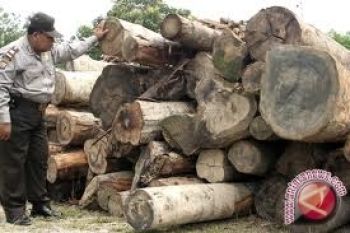 Taman Nasional Sita Puluhan Potong Kayu