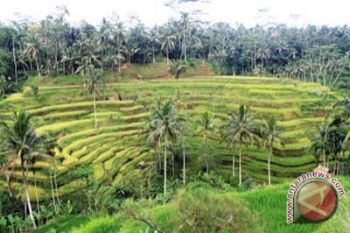 Objek wisata Ceking Gianyar ramai pengunjung